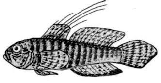 Lesueurigobius sanzoi